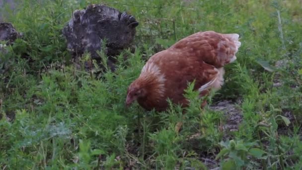 Chickens walk on free range and peck the grass — Video