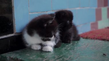 İki küçük uykulu kedi portresi. Yüksek kaliteli FullHD görüntüler