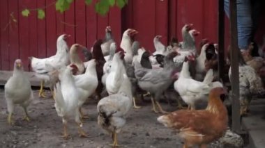 Tavuklar çiftlikte tahıl yiyor. Yüksek kaliteli FullHD görüntüler