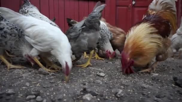 Kycklingar Som Äter Säd Frigående Hönsgård Högkvalitativ Fullhd Film — Stockvideo