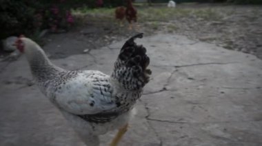 Genç tavuklar ve horozlar serbest dolaşır. Yüksek kaliteli FullHD görüntüler