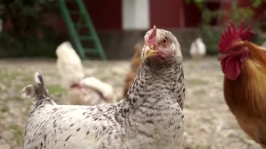 Kafasında kırmızı arma olan evcil tavuk portresi. Tavuk kümes hayvanları doğal et ve yumurta üretiyor. Kuluçka çiftliğinde büyüyen ızgara piliç..