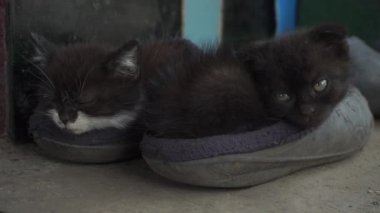 Çiftlik ayakkabısında uyuyan iki küçük kedi yavrusu