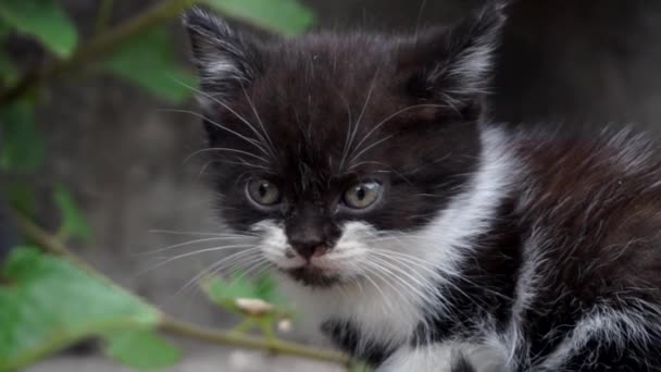 Pequeno Gatinho Preto Branco Perto Imagens Fullhd Alta Qualidade — Vídeo de Stock