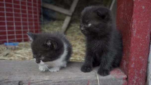 Portret Dwóch Małych Kociaków Wysokiej Jakości Materiał Filmowy Fullhd — Wideo stockowe