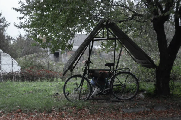 Old Rusty Vintage Bicycle Tree — Stockfoto