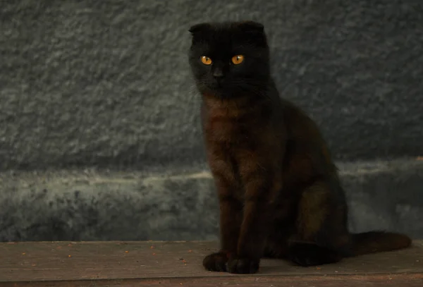 Black Cat Brown Eyes Black Background High Quality Photo — Stock Photo, Image
