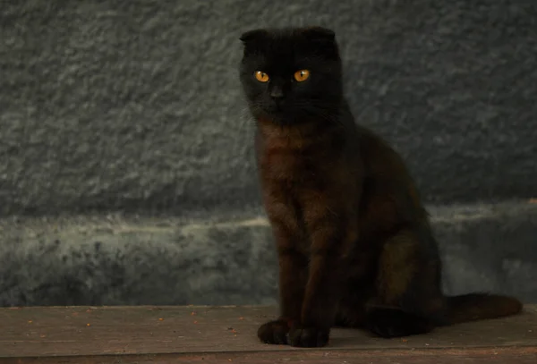 Black cat with brown eyes on black background. High quality photo