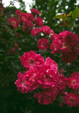 Pink rose on a dark green background. High quality photo
