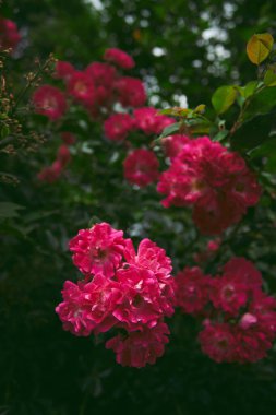Pink rose on a dark green background. High quality photo