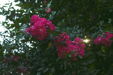 Pink rose on a dark green background. High quality photo