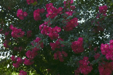 Pink rose on a dark green background. High quality photo