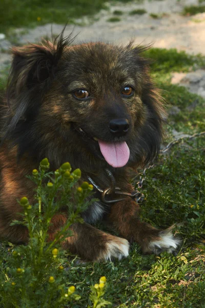 Cute Dog Portrait Grass High Quality Photo — Stockfoto