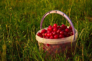 Bucket of freshly picked cherries in summer garden. Ripe juicy cherries in a small bucket. High quality photo