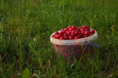 Bucket of freshly picked cherries in summer garden. Ripe juicy cherries in a small bucket. High quality photo
