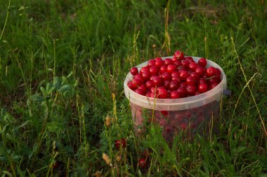 Bucket of freshly picked cherries in summer garden. Ripe juicy cherries in a small bucket. High quality photo