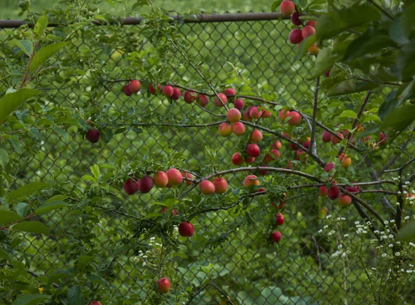 Bunch Ripe Apricots Branch High Quality Photo — Stock Photo, Image