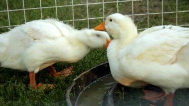 Ördekler çiftlikte su içer. Beyaz ördeklerin su içtiği video görüntüleri. Yüksek kaliteli FullHD görüntüler