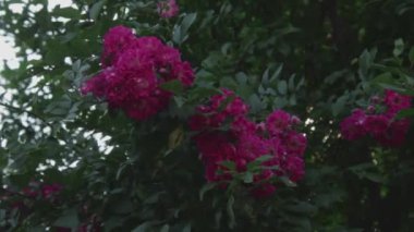 Pink rose on a dark green background. High quality photo
