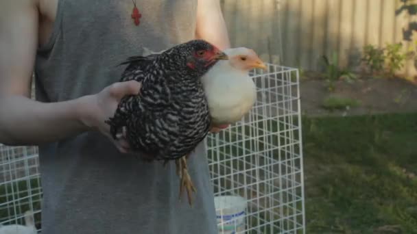 Namierzanie Głowy Kurczaka Kurczak Rękach Utrzymuje Głowę Równowadze Osoba Przenosi — Wideo stockowe