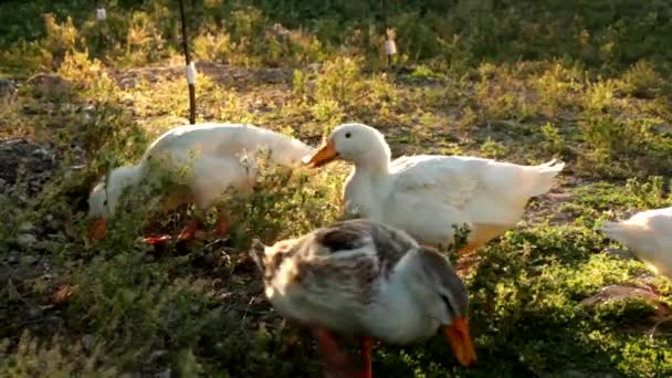 Grupa Kaczek Domowych Walking Country Land Zachodzie Słońca Wysokiej Jakości — Wideo stockowe