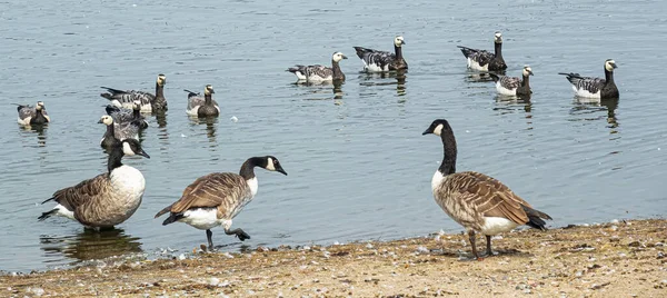Goose Parents Watch Young Shore Calm Pond — Stock Photo, Image