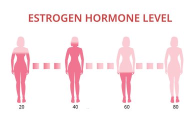 Estrogen hormone levels chart, menopause, infographic vector clipart