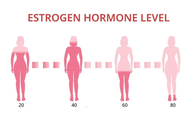 에스트로겐 호르몬 폐경기 그래픽 — 스톡 벡터