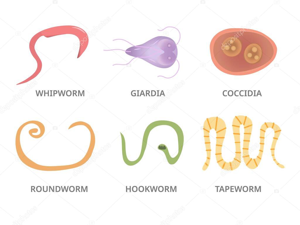 Vector Illustration of a Human Parasites, hookworm whipworm tapeworm coccidia