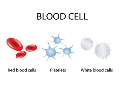 Kan hücreleri vektör çizimi diyagramı tüm hücre tipleri, tıbbi vektör.