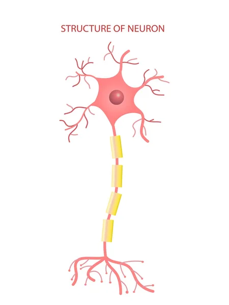 Informações Sobre Vetor Células Neuronais Fundo Branco —  Vetores de Stock