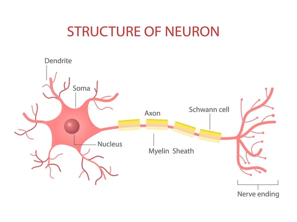 Informasi Vektor Sel Neuron Pada Latar Belakang Putih - Stok Vektor