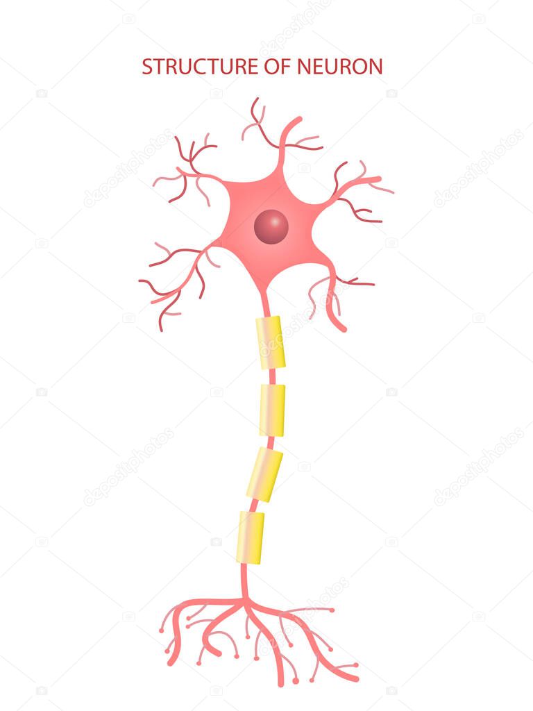 Neuron cell vector information on white background