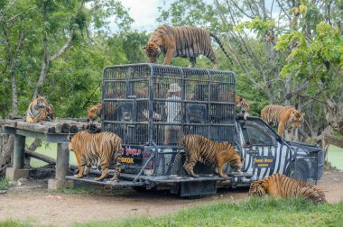 Bangkok, Tayland - 4 Haziran 2022: Bangkok, Tayland 'da Safari Dünya Açık Hayvanat Bahçesinde Kaplan Besleme