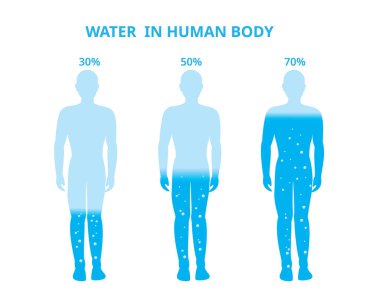 İnsan vücudunda su. Erkek, farklılık yüzdesi. Vektör İllüstrasyonu