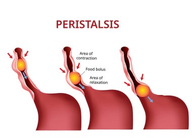 Sindirim ve Peristalsis. Yemek borusu ve mideden bağırsaklara, Vektör