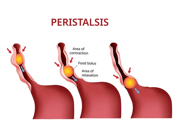 Pencernaan Dan Peristalsis Kerongkongan Dan Perut Usus Vektor - Stok Vektor