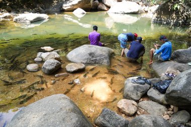 Antimony fish living at Namtok Phlio, a Beautiful waterfall located in Chantaburi province