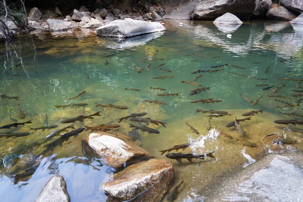 Antimony Fish Living Namtok Phlio Beautiful Waterfall Located Chantaburi Province — Fotografia de Stock