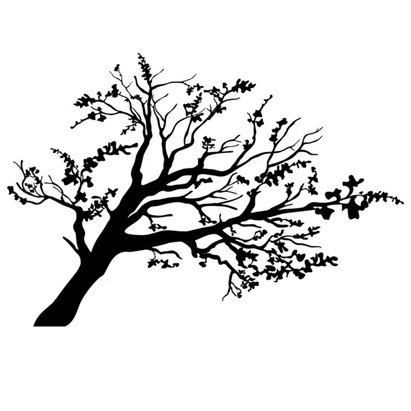 Tree silhouette — Stock Vector