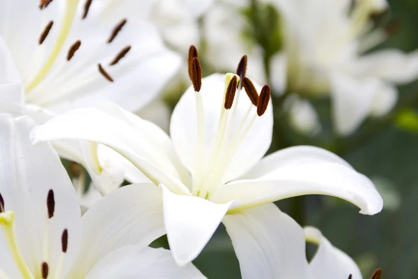 Flores de lirio blanco en un jardín, DOF poco profundo — Foto de Stock
