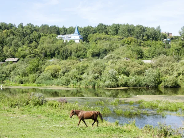 Красивый летний пейзаж с лошадью — стоковое фото