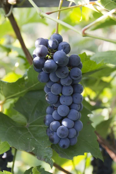 Lila piros szőlő — Stock Fotó