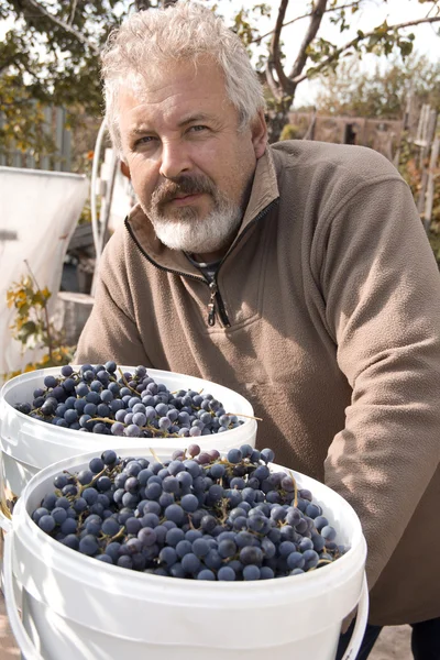 Férfi farmer és a termés a szőlő — Stock Fotó