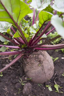 suikerbieten verscheidenheid 