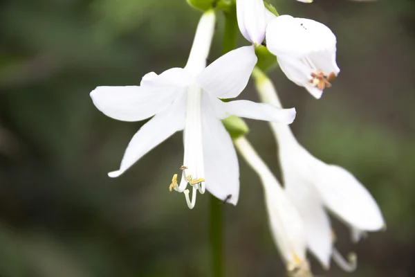 Blooming hosta — Stock Photo, Image