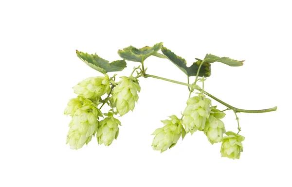 Hops plant twined vine — Stock Photo, Image