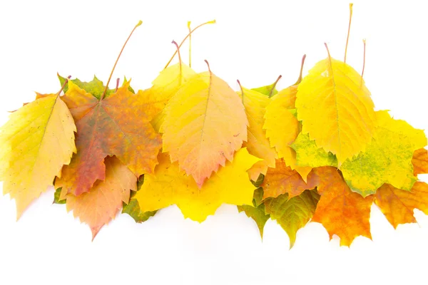 Ramo de hojas de otoño — Foto de Stock
