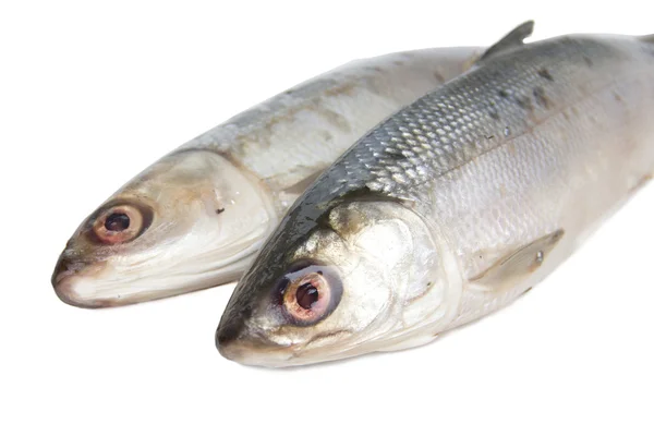 Fresh water fish whitefish — Stockfoto