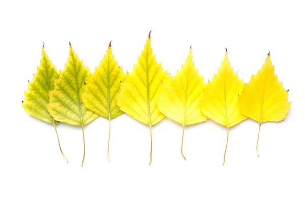 Foglie di betulla gialle in diverse tonalità — Foto Stock